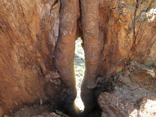 Picture taken from inside the saggy stump
