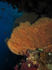 Sea fan coral (Annelle mollis)
