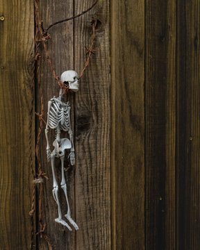 Skeleton hanging in barbwire against wooden fence large halloween copy space 
