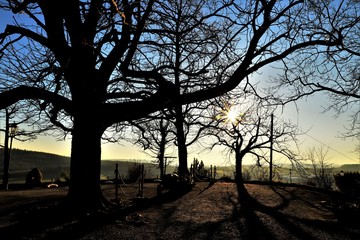 Obraz premium Winterbäume