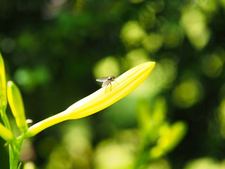 Fliege sitzend auf einer gelben Blume mit gr&uuml;nem Hintergrund.