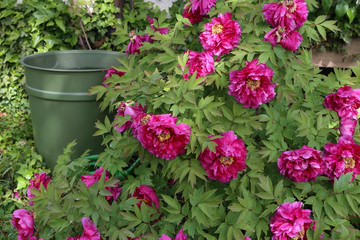Pink peonies in the garden. Blooming pink peony.