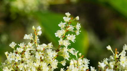 Flowers on Sakhalin knotweed or Reynoutria sachalinensis close-up with bokeh background, selective focus, shallow DOF