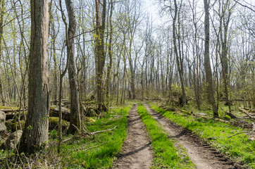 Colorful country road through a bright forest by springtime