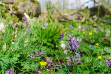 Blossom forest ground with purple Hollow Root flowers