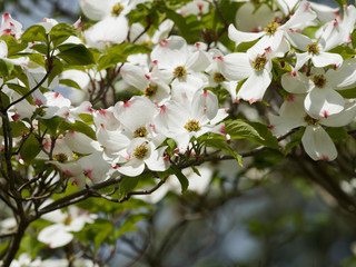 Cornus florida - Bl&uuml;tenstand des Bl&uuml;ten-Hartriegels or Amerikanischer Blumen-Hartriegel, ein wundersch&ouml;ner Zierstrauch.
