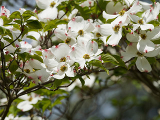 Cornus florida - Blütenstand des Blüten-Hartriegels or Amerikanischer Blumen-Hartriegel, ein wunderschöner Zierstrauch.