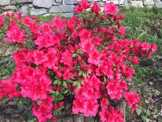 azalea