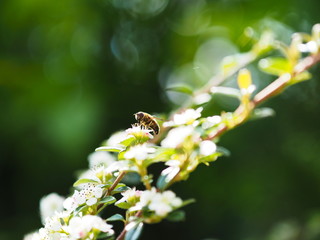 Schwebfliege auf Strauch mit weißen Blüten