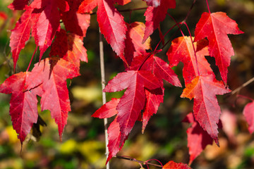 Leaves of Amur Maple or Acer ginnala in autumn sunlight with bokeh background, selective focus,...
