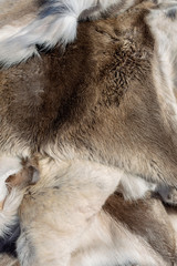 Fur of reindeer  prepared for a sale