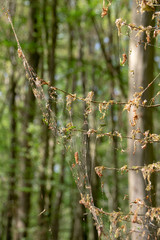 Damage, defoliation and deforestation caused by high numbers of winter moth (Operophtera brumata) caterpillars
