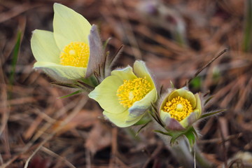 The first spring flowers of Prairie crocus, Pasque flower, prairie anemone, prairie smoke, wind flower (Pulsatilla patens) against the background of last year's foliage. Yellow flowers snowdrops.