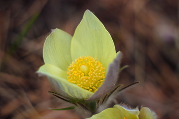 The first spring flowers of Prairie crocus, Pasque flower, prairie anemone, prairie smoke, wind flower (Pulsatilla patens) against the background of last year's foliage. Yellow flowers snowdrops.