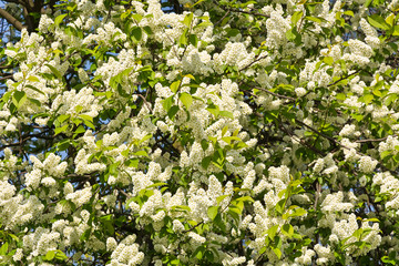 Blossoming tree of bird cherry