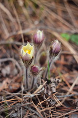 The first spring flowers of Prairie crocus, Pasque flower, prairie anemone, prairie smoke, wind flower (Pulsatilla patens) against the background of last year's foliage. Yellow flowers snowdrops.