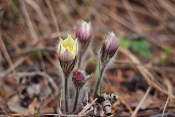 The first spring flowers of Prairie crocus, Pasque flower, prairie anemone, prairie smoke, wind flower (Pulsatilla patens) against the background of last year's foliage. Yellow flowers snowdrops.