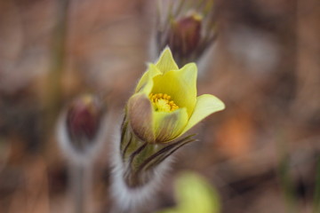 The first spring flowers of Prairie crocus, Pasque flower, prairie anemone, prairie smoke, wind flower (Pulsatilla patens) against the background of last year's foliage. Yellow flowers snowdrops.