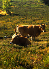 Naturaleza y paisajes de la provincia de León
