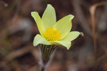 The first spring flowers of Prairie crocus, Pasque flower, prairie anemone, prairie smoke, wind flower (Pulsatilla patens) against the background of last year's foliage. Yellow flowers snowdrops.