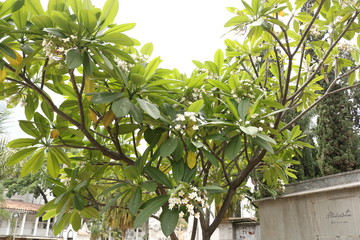 Flores