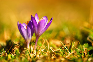 Fototapeta premium Naturaleza y paisajes de la provincia de León