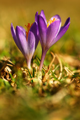 Fototapeta premium Naturaleza y paisajes de la provincia de León