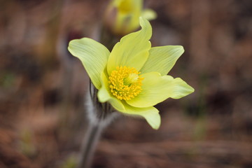 The first spring flowers of Prairie crocus, Pasque flower, prairie anemone, prairie smoke, wind flower (Pulsatilla patens) against the background of last year's foliage. Yellow flowers snowdrops.
