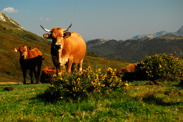 Naturaleza y paisajes de la provincia de León