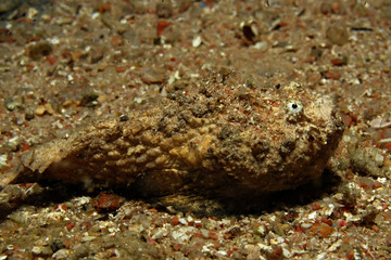 Stonefish (Synanceia verrucosa). Taking in Red Sea, Egypt.