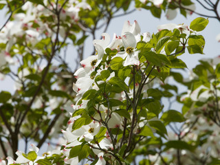 Cornus Florida - Flowering Dogwood, a spectacular flowering tree with white and pink blooms.