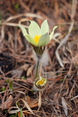 The first spring flowers of Prairie crocus, Pasque flower, prairie anemone, prairie smoke, wind flower (Pulsatilla patens) against the background of last year's foliage. Yellow flowers snowdrops.