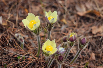 The first spring flowers of Prairie crocus, Pasque flower, prairie anemone, prairie smoke, wind flower (Pulsatilla patens) against the background of last year's foliage. Yellow flowers snowdrops.
