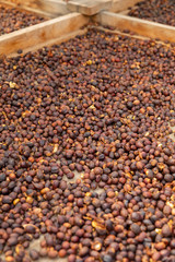 Organic Raw Coffee Beans Drying In Wooden Crate