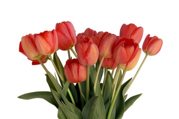 red tulips at spring