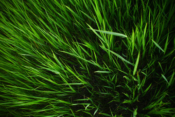 Summer grass background