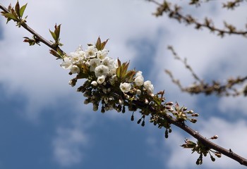 cherry tree  blooming at spring