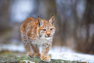 Mooie Euraziatische lynxwelp speelt in het bos in de vroege winter