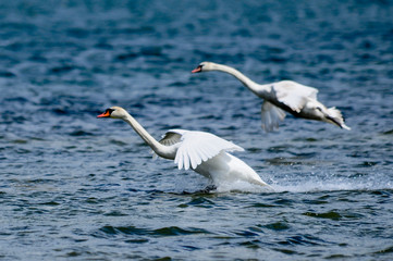 Obraz premium White swans flying over open water