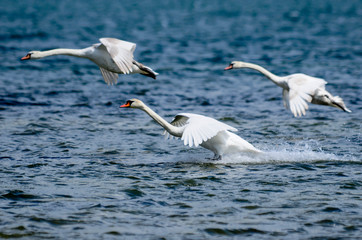 White swans flying over open water