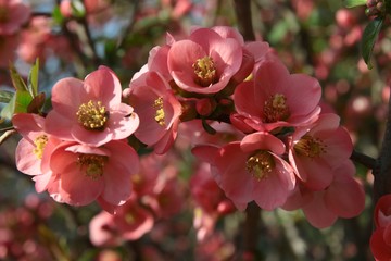 pink,pretty flowers of chaenomeles japonica bush at spring