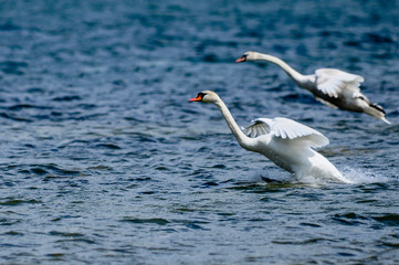 White swans flying over open water