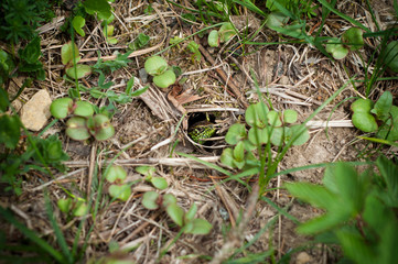 Looking green lizard in the hole. A lizard hiding in the grass in spring