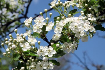 white flowers of ornamental treeCrataegus laevigata