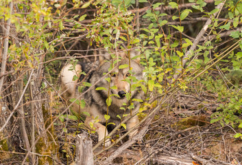 Obraz premium Canadian wolf in the wild.