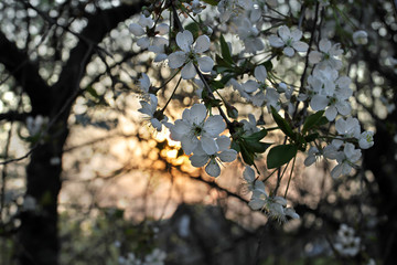 Branches of cherry blossoms at sunset