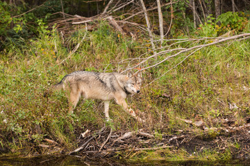 Naklejka na ściany i meble Canadian wolf in the wild.