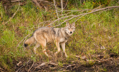 Canadian wolf in the wild.