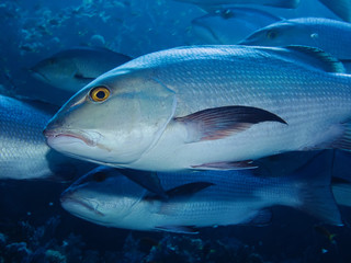 Twinspot snapper (Lutjanus bohar)