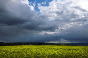 Rapsfelder und starke Bewölkung mit Regenwolken Ende April - Stockfoto